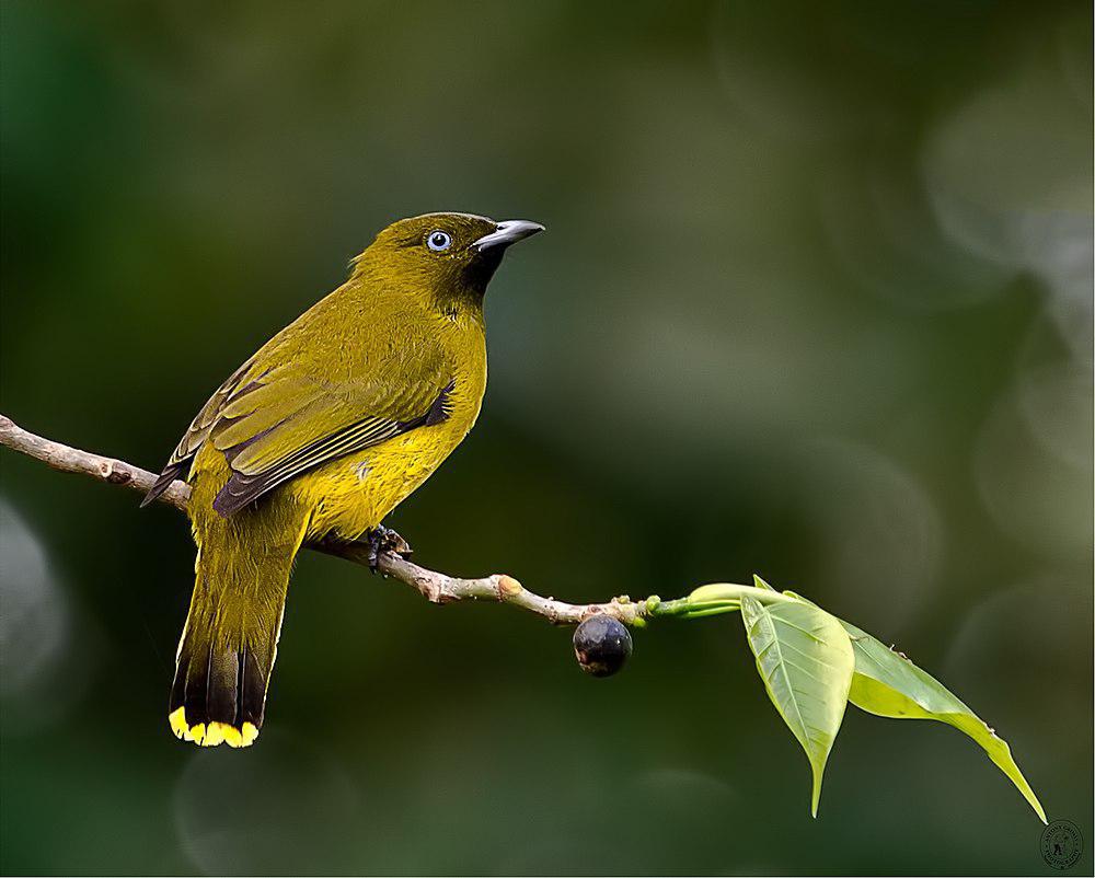 安达曼鹎 / Andaman Bulbul / Brachypodius fuscoflavescens