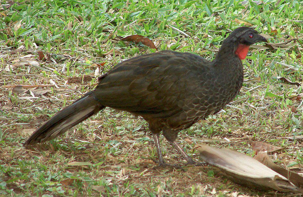 眉纹冠雉 / Rusty-margined Guan / Penelope superciliaris