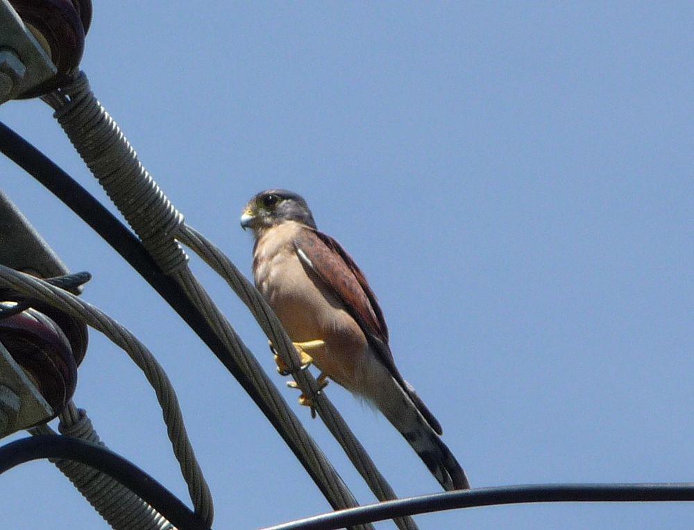 塞舌尔隼 / Seychelles Kestrel / Falco araeus