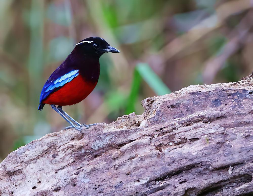 黑头八色鸫 / Black-crowned Pitta / Erythropitta ussheri