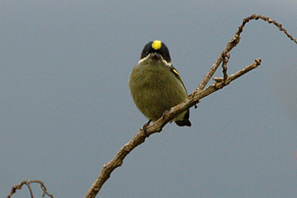 西非钟声拟䴕 / Western Tinkerbird / Pogoniulus coryphaea