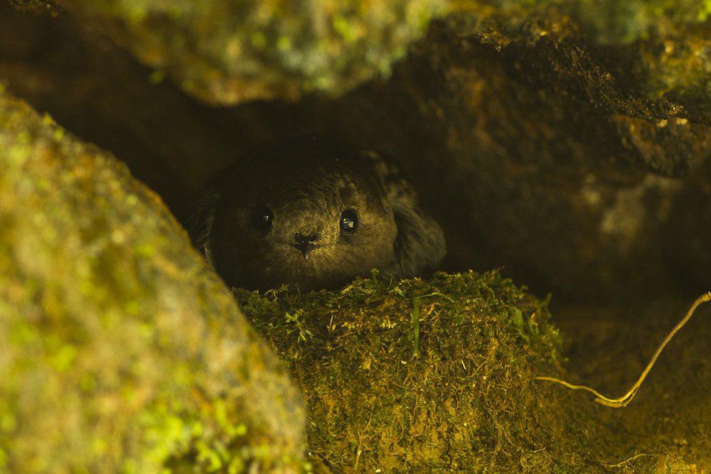 乌黑雨燕 / Sooty Swift / Cypseloides fumigatus