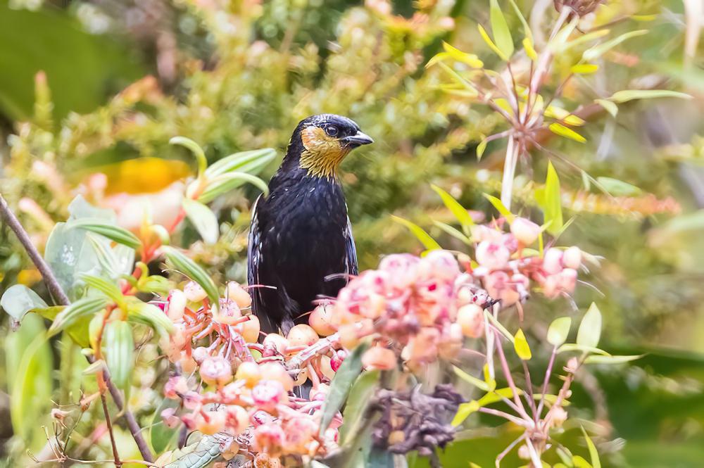 银背唐加拉雀 / Silver-backed Tanager / Stilpnia viridicollis