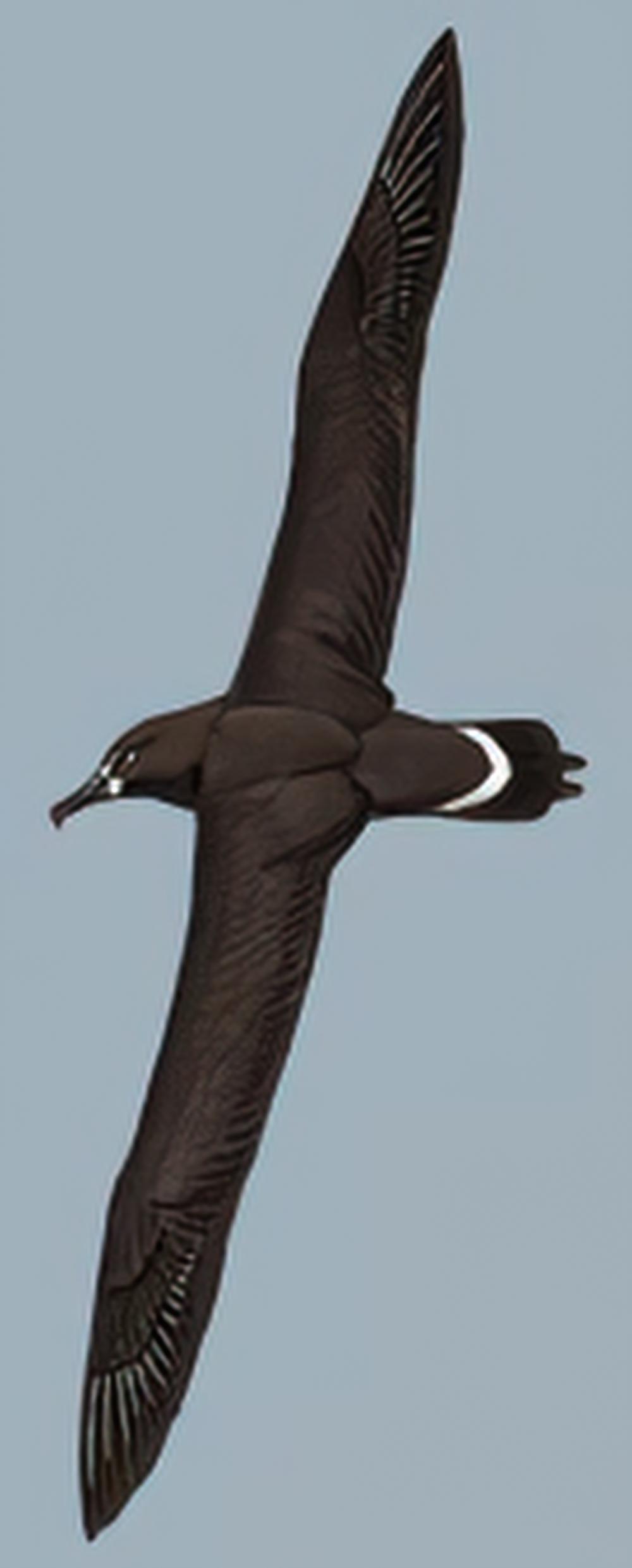 黑脚信天翁 / Black-footed Albatross / Phoebastria nigripes