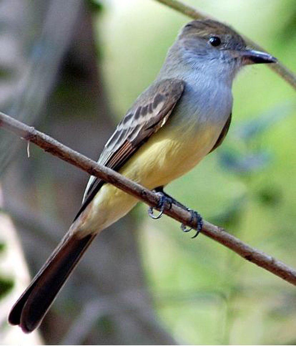 褐冠蝇霸鹟 / Brown-crested Flycatcher / Myiarchus tyrannulus