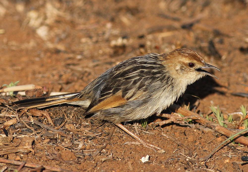 铃声扇尾莺 / Levaillant\'s Cisticola / Cisticola tinniens