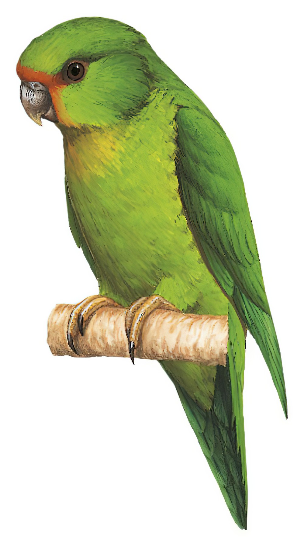 棕额鹦哥 / Rufous-fronted Parakeet / Bolborhynchus ferrugineifrons
