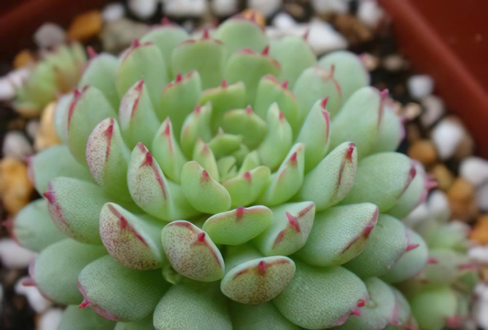 小红衣 Echeveria ‘Vincent Catto’