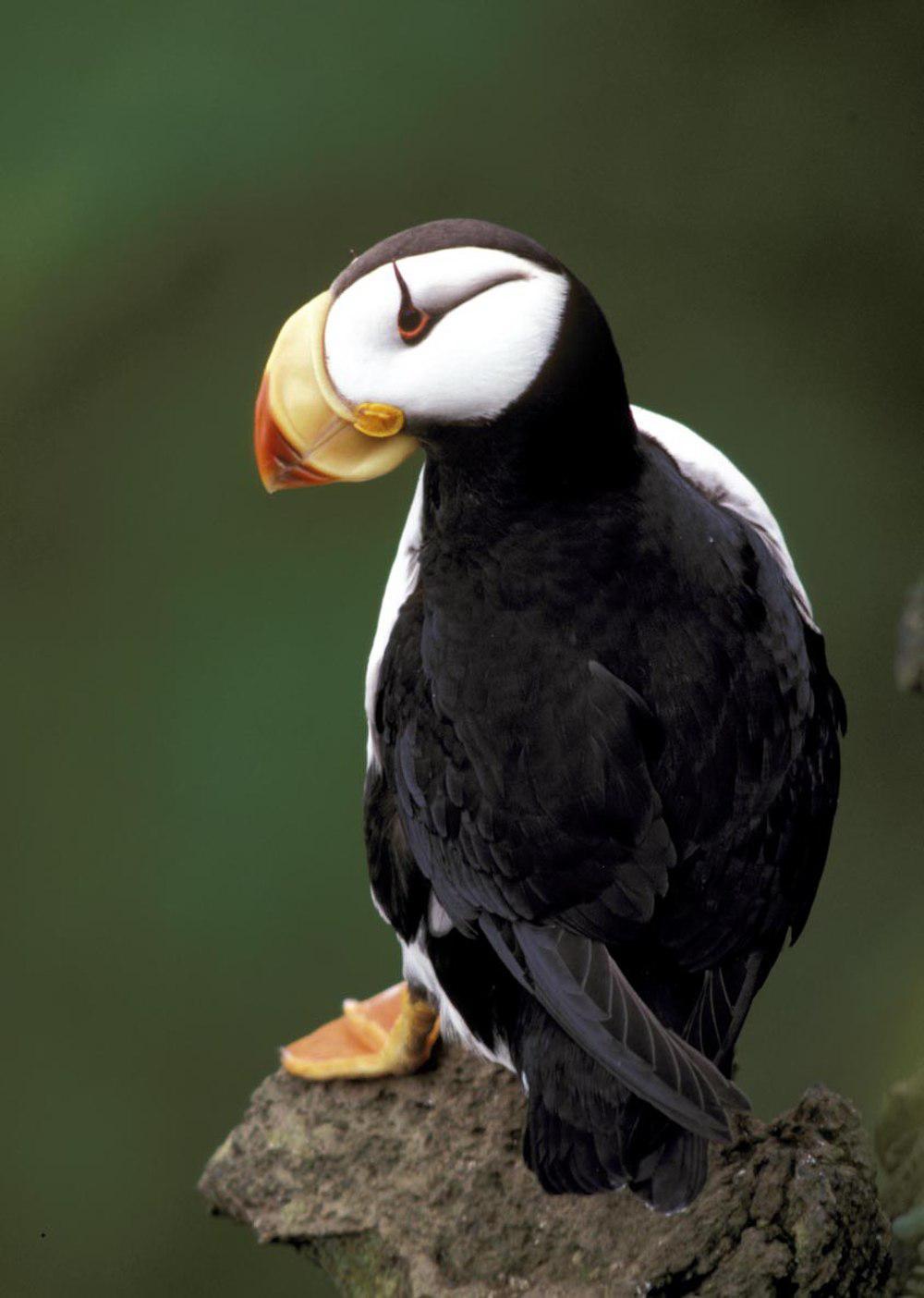 角海鹦 / Horned Puffin / Fratercula corniculata