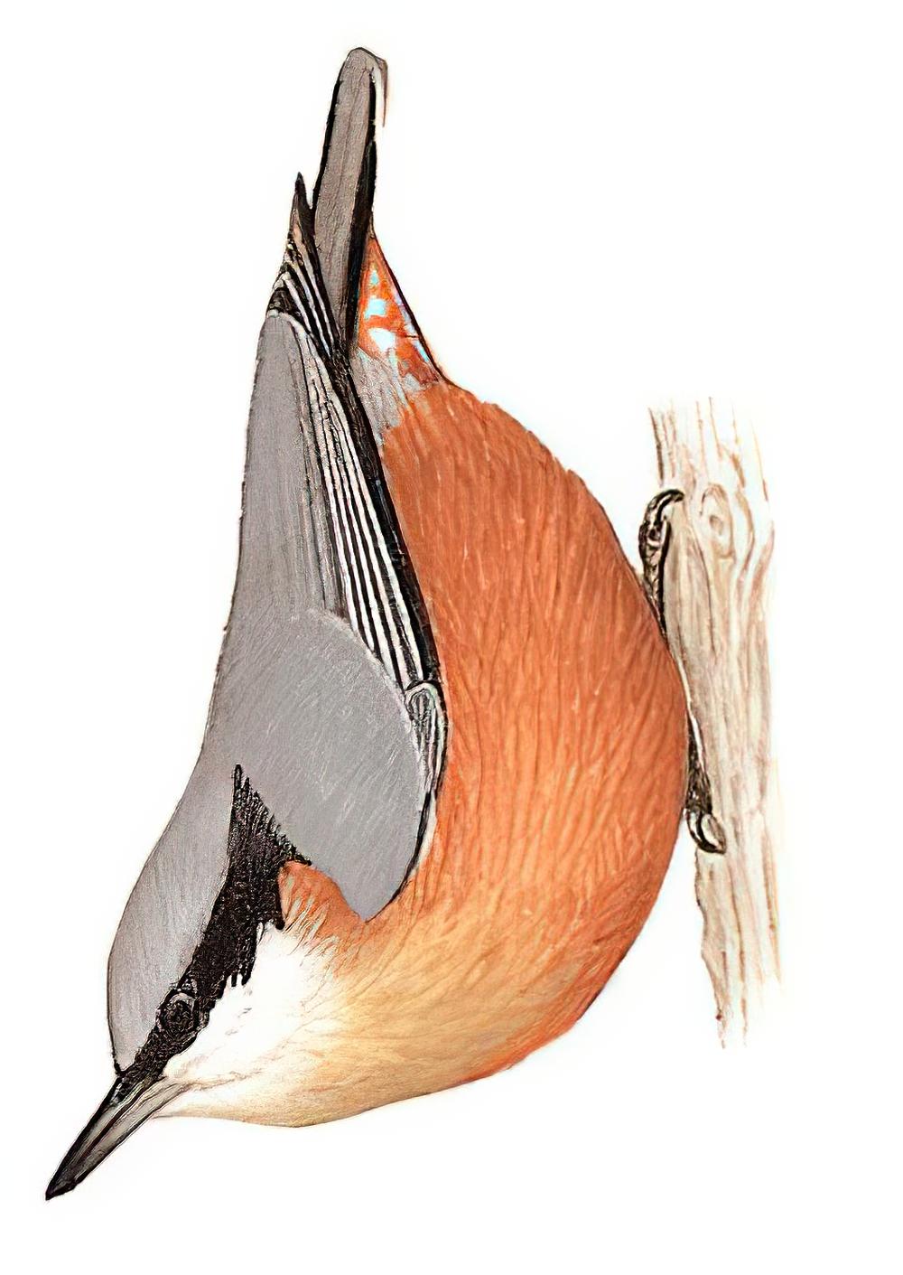 栗腹䴓 / Chestnut-bellied Nuthatch / Sitta cinnamoventris