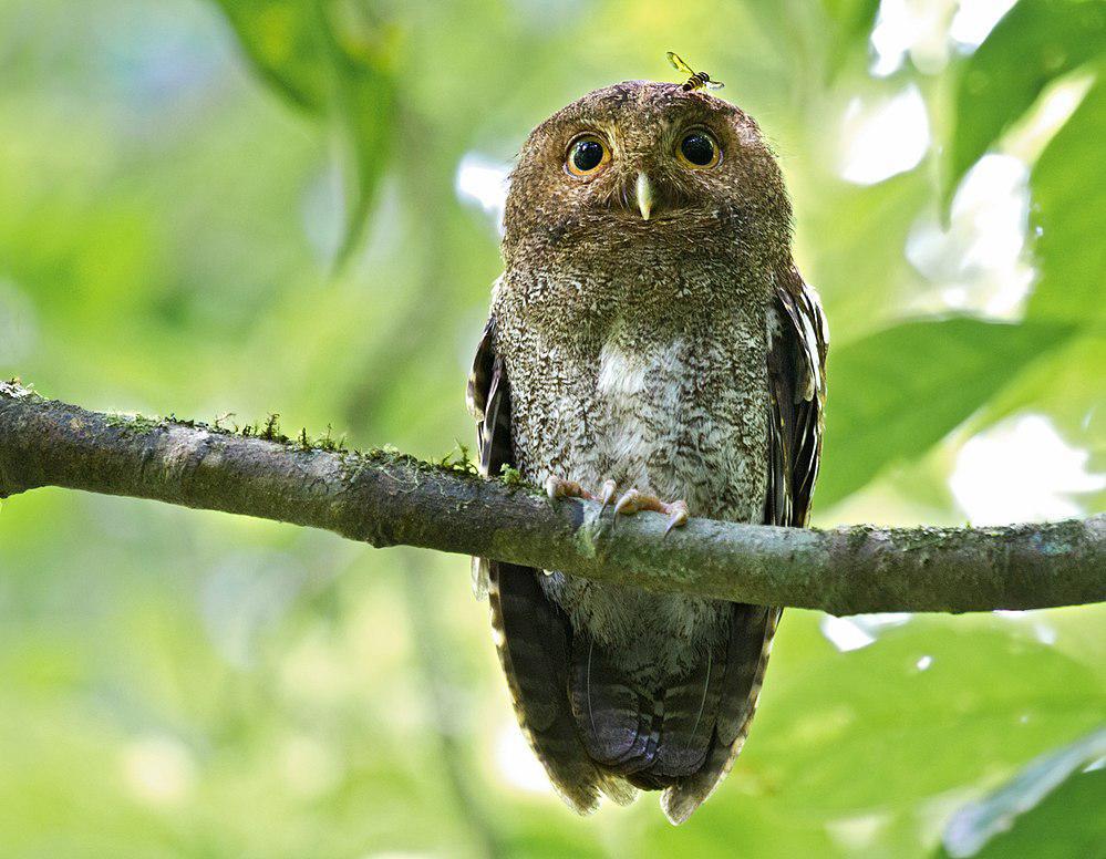 蠕纹角鸮 / Vermiculated Screech Owl / Megascops vermiculatus