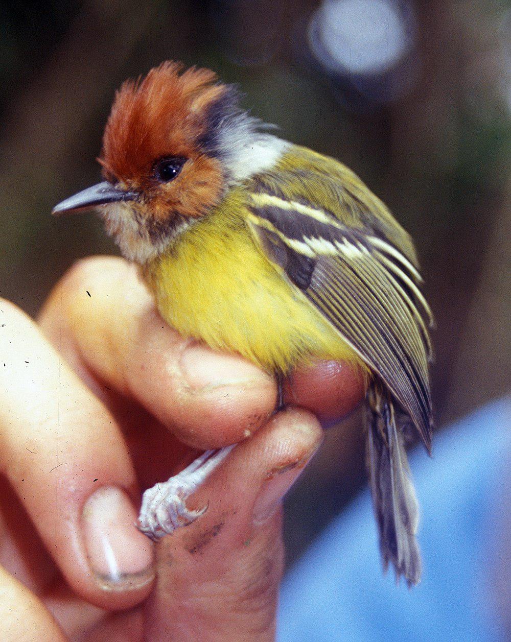 棕顶哑霸鹟 / Rufous-crowned Tody-Flycatcher / Poecilotriccus ruficeps