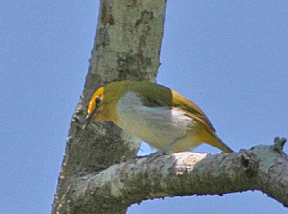 黄眶绣眼鸟 / Yellow-ringed White-eye / Heleia wallacei