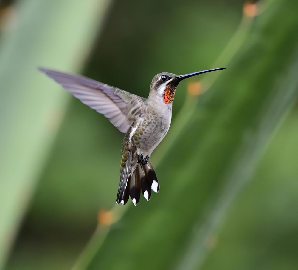 纯顶星喉蜂鸟 / Plain-capped Starthroat / Heliomaster constantii