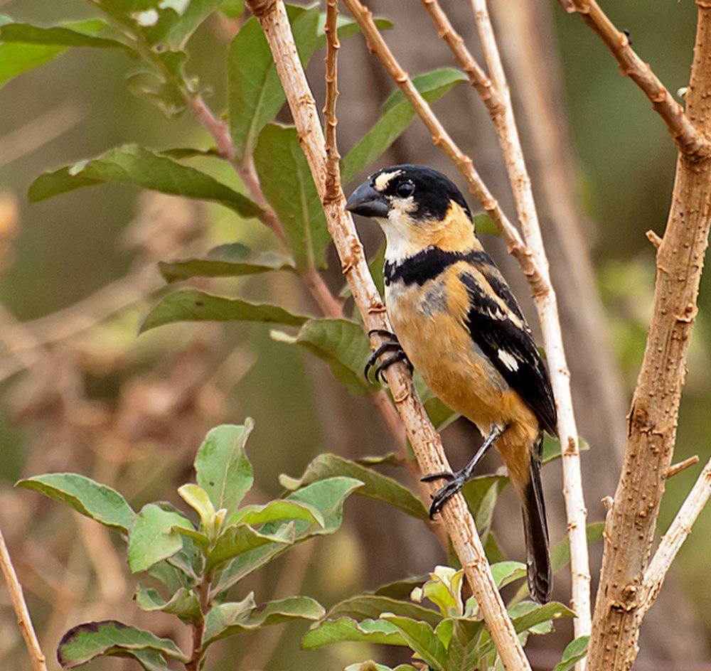 红领食籽雀 / Rusty-collared Seedeater / Sporophila collaris