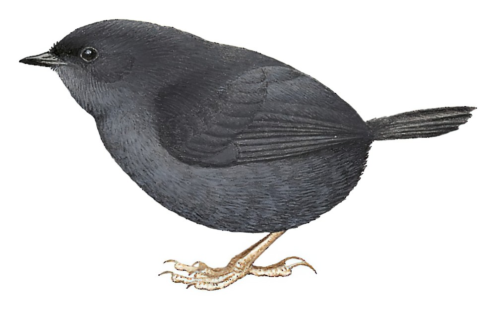 暗黑窜鸟 / Dusky Tapaculo / Scytalopus fuscus