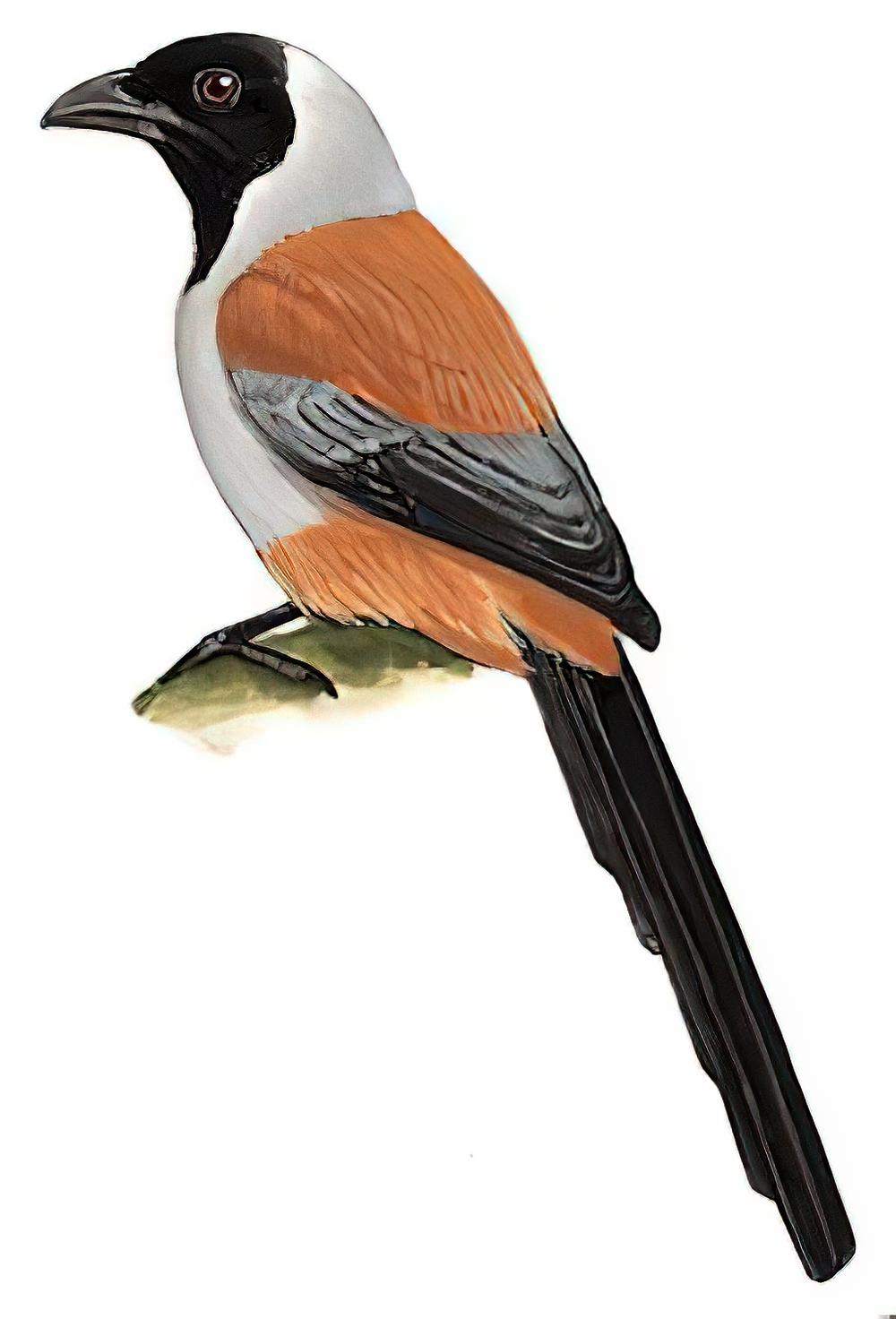 黑额树鹊 / Collared Treepie / Dendrocitta frontalis