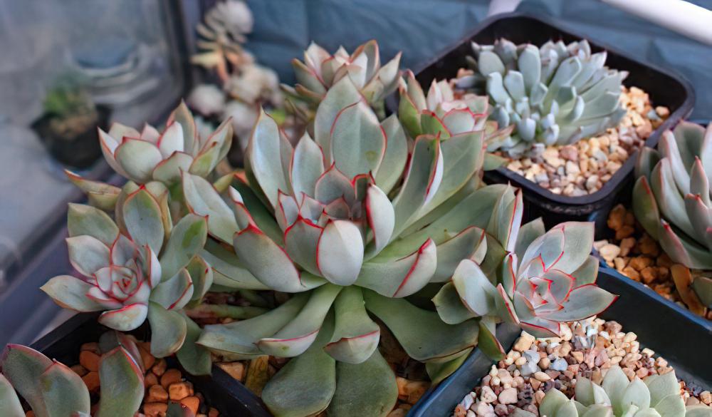 猎户座Echeveria Orion