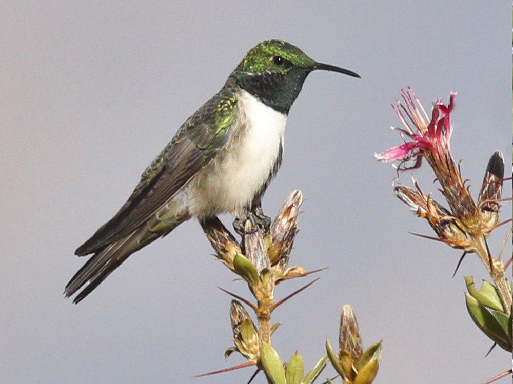 绿头山蜂鸟 / Green-headed Hillstar / Oreotrochilus stolzmanni