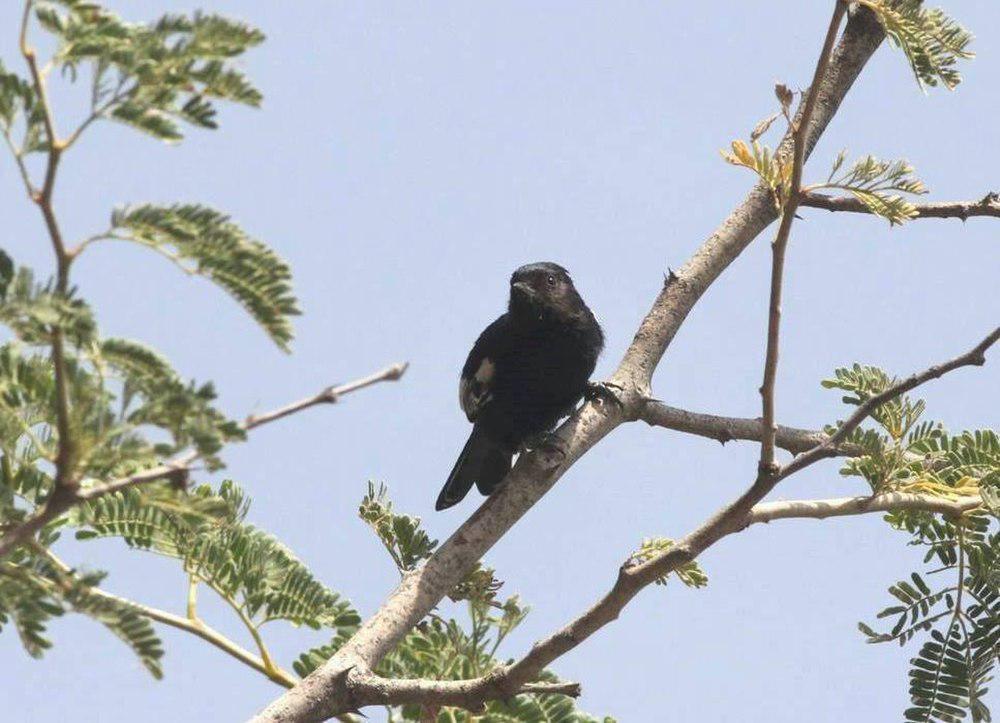 卡氏山雀 / Carp\'s Tit / Melaniparus carpi