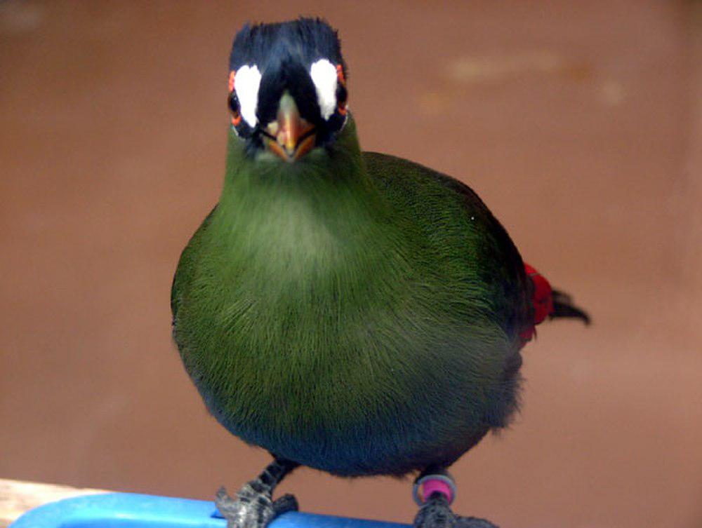 蓝冠蕉鹃 / Hartlaub\'s Turaco / Tauraco hartlaubi