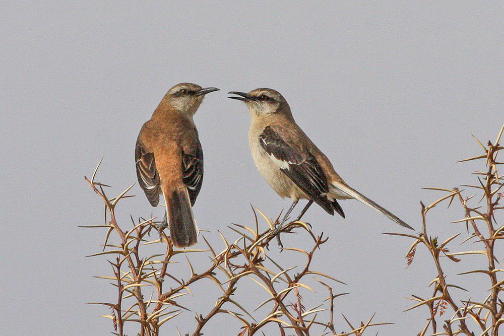 棕背小嘲鸫 / Brown-backed Mockingbird / Mimus dorsalis