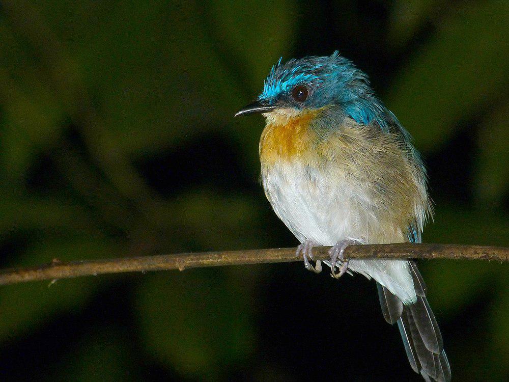 马来仙鹟 / Malaysian Blue Flycatcher / Cyornis turcosus