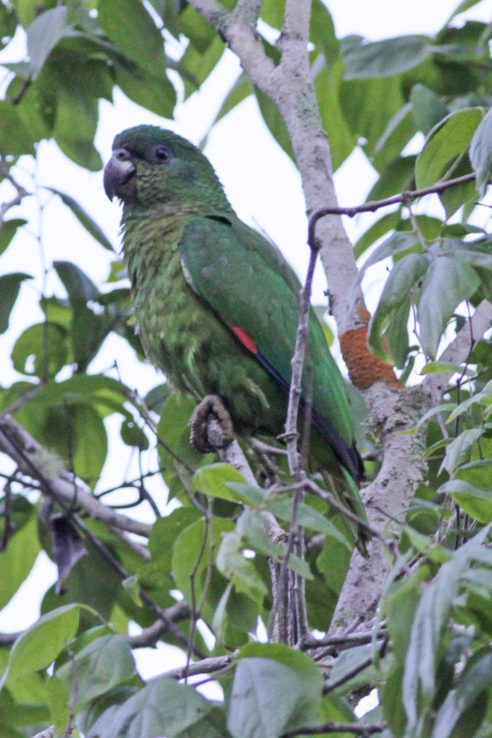 黑嘴鹦哥 / Black-billed Amazon / Amazona agilis