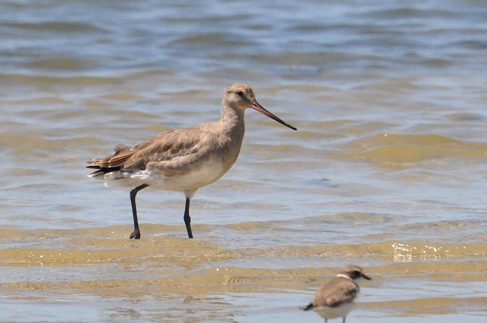 棕塍鹬 / Hudsonian Godwit / Limosa haemastica