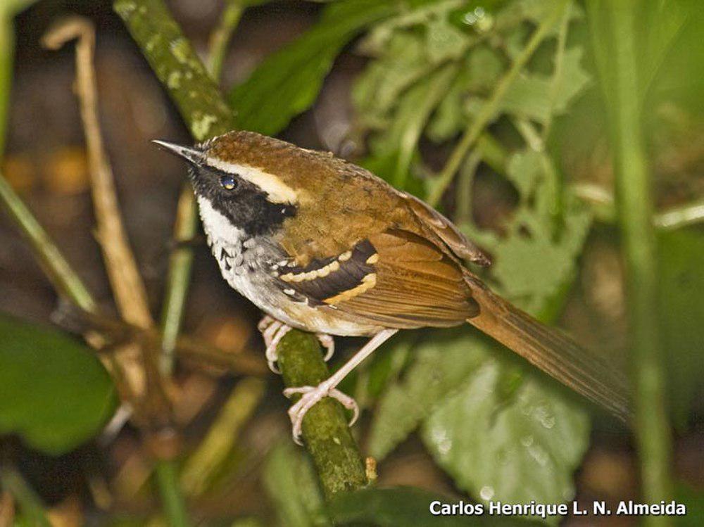 白枕蚁鸟 / White-bibbed Antbird / Myrmoderus loricatus