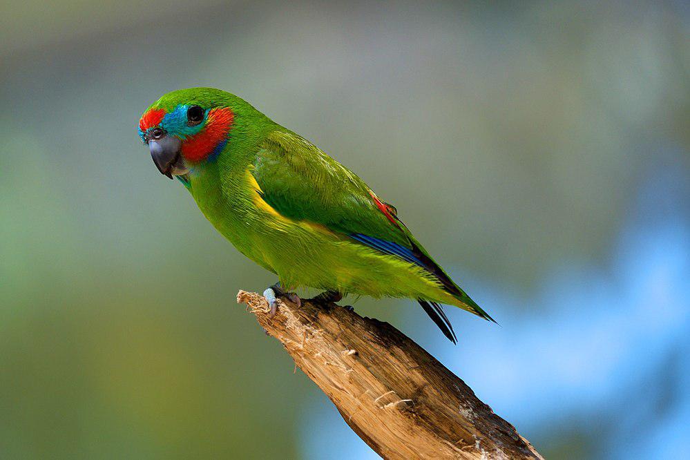 红脸果鹦鹉 / Double-eyed Fig Parrot / Cyclopsitta diophthalma