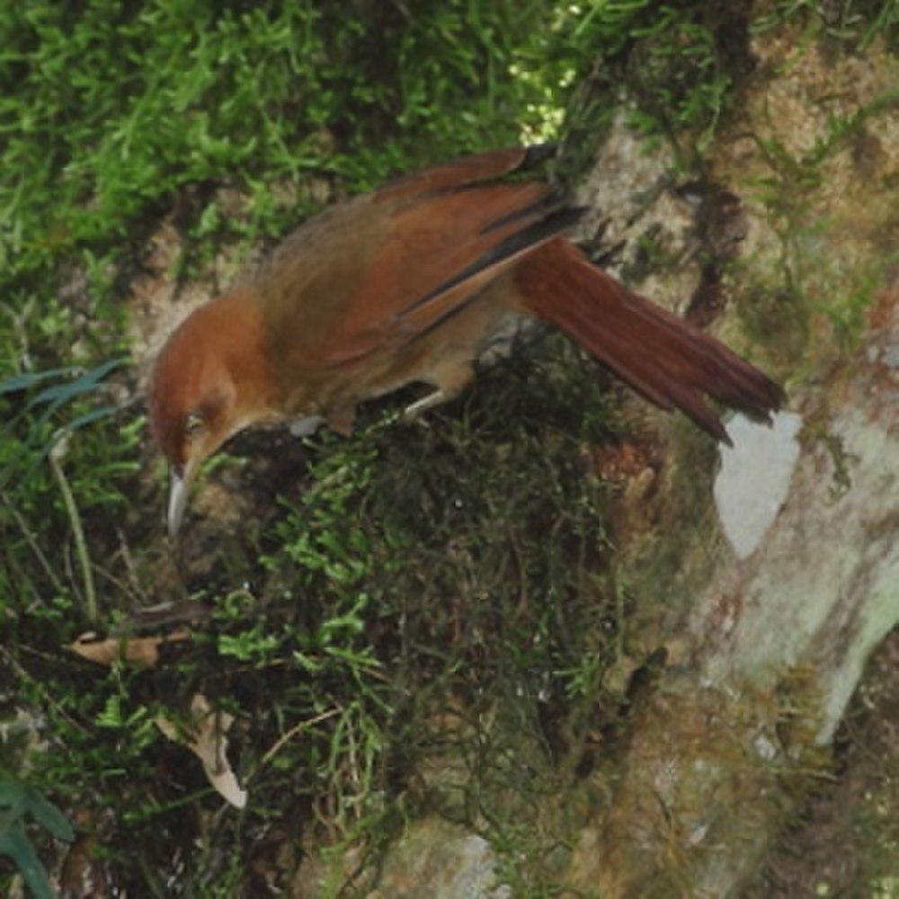 栗顶拾叶雀 / Henna-capped Foliage-gleaner / Clibanornis rectirostris