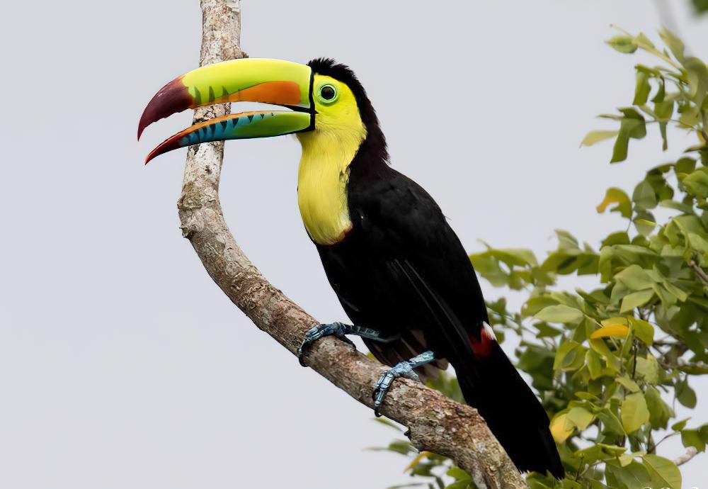 厚嘴巨嘴鸟 / Keel-billed Toucan / Ramphastos sulfuratus