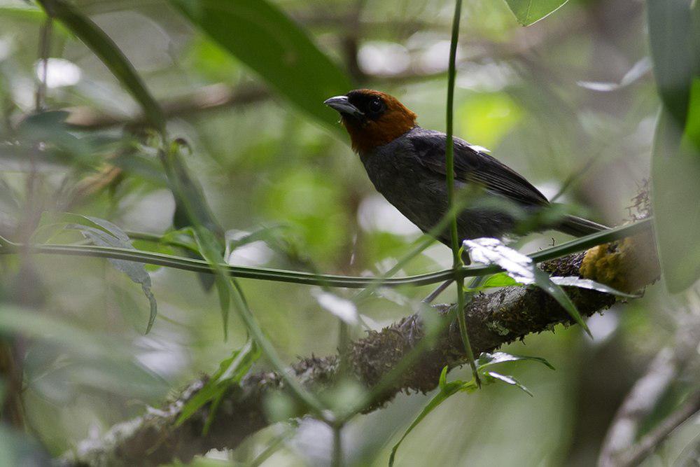 栗头唐纳雀 / Chestnut-headed Tanager / Thlypopsis pyrrhocoma