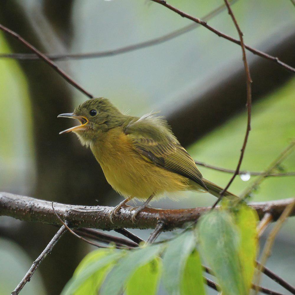 赭腹霸鹟 / Ochre-bellied Flycatcher / Mionectes oleagineus