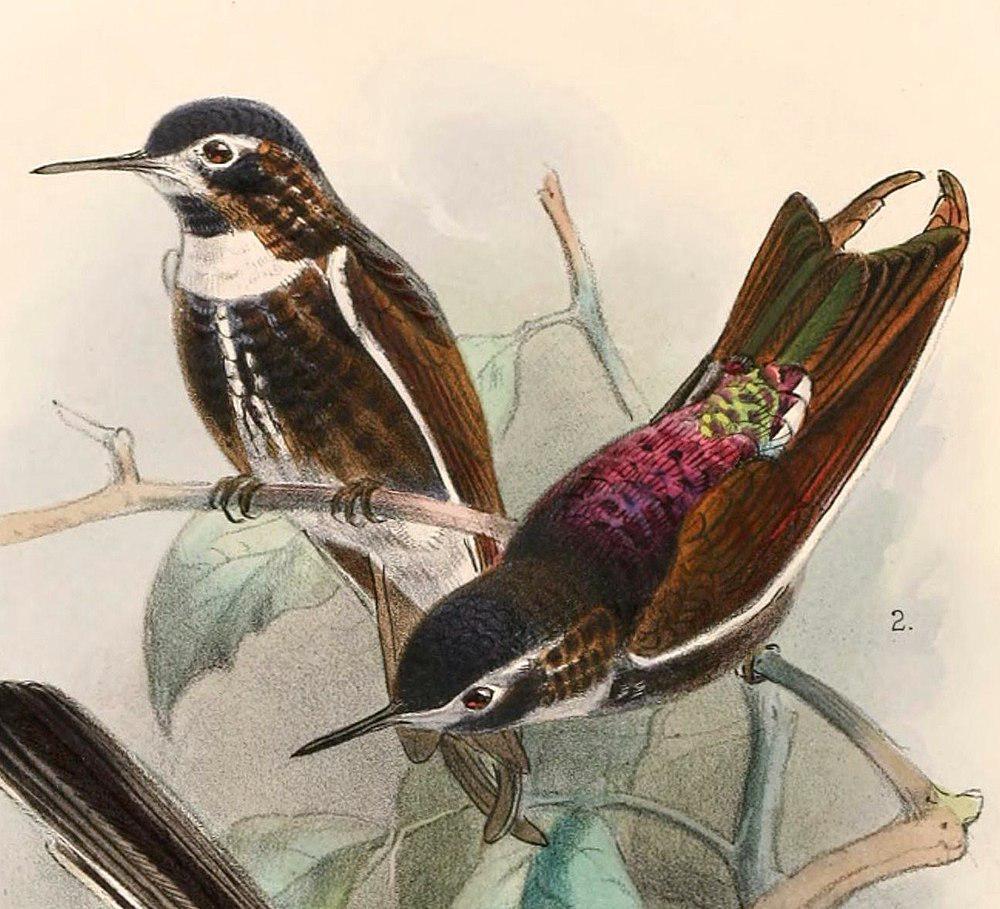 紫背闪羽蜂鸟 / Purple-backed Sunbeam / Aglaeactis aliciae