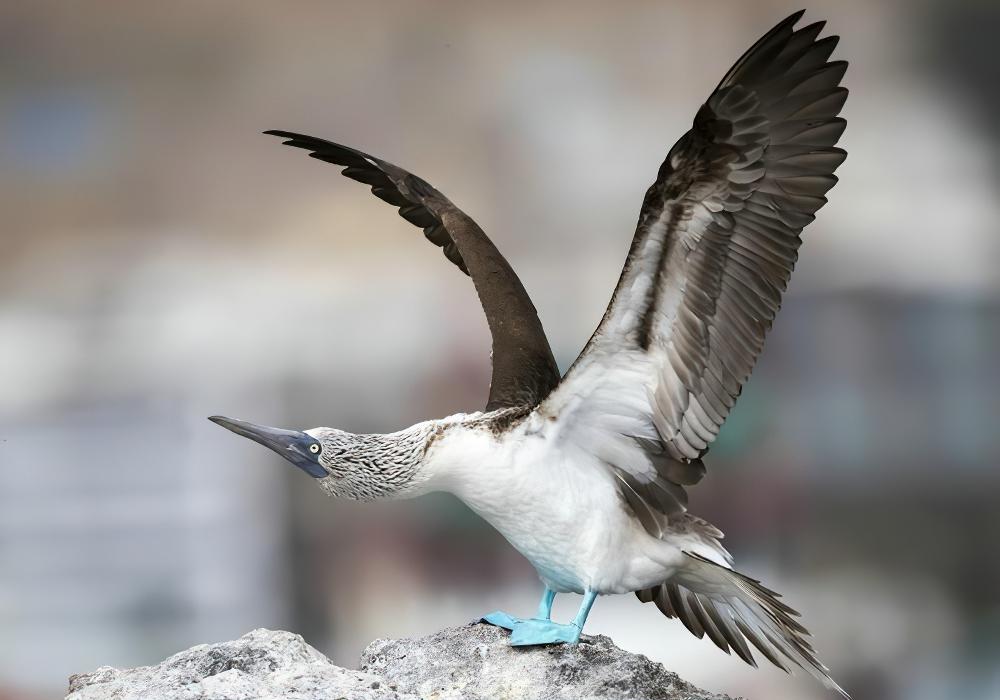 蓝脚鲣鸟 / Blue-footed Booby / Sula nebouxii