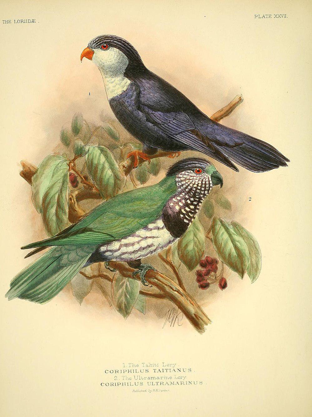 翠蓝鹦鹉 / Ultramarine Lorikeet / Vini ultramarina