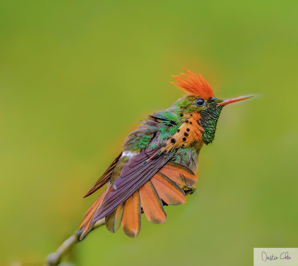 缨冠蜂鸟 / Tufted Coquette / Lophornis ornatus