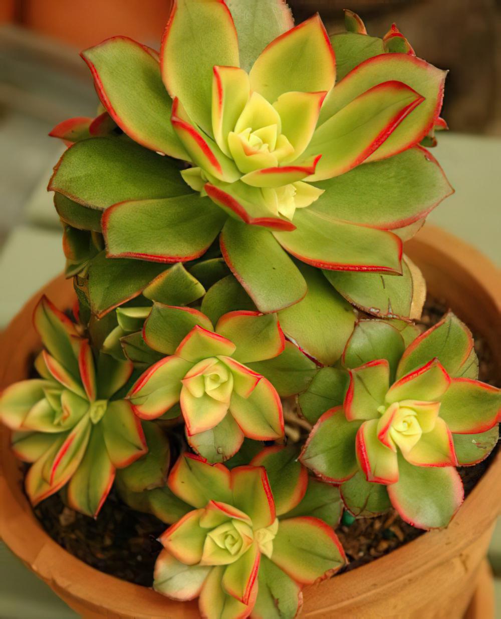 艳日辉  Aeonium decorum f·variegata