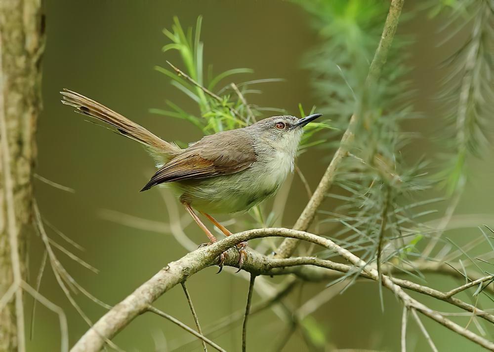 褐胁鹪莺 / Tawny-flanked Prinia / Prinia subflava