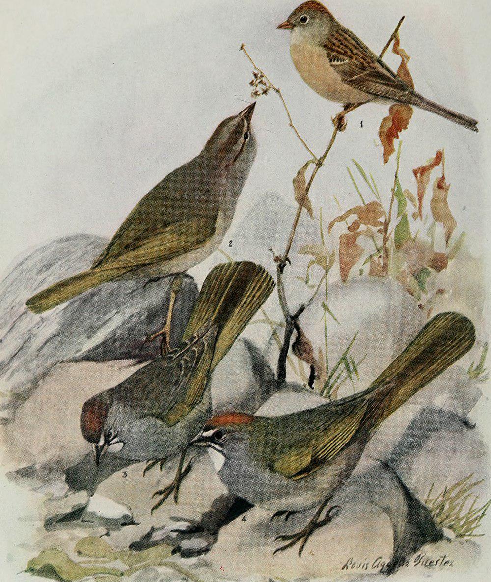 沃氏雀鹀 / Worthen\'s Sparrow / Spizella wortheni