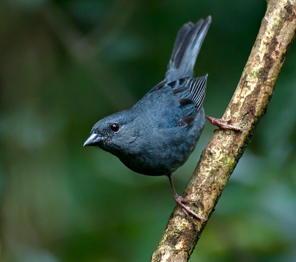 纯灰雀鹀 / Uniform Finch / Haplospiza unicolor