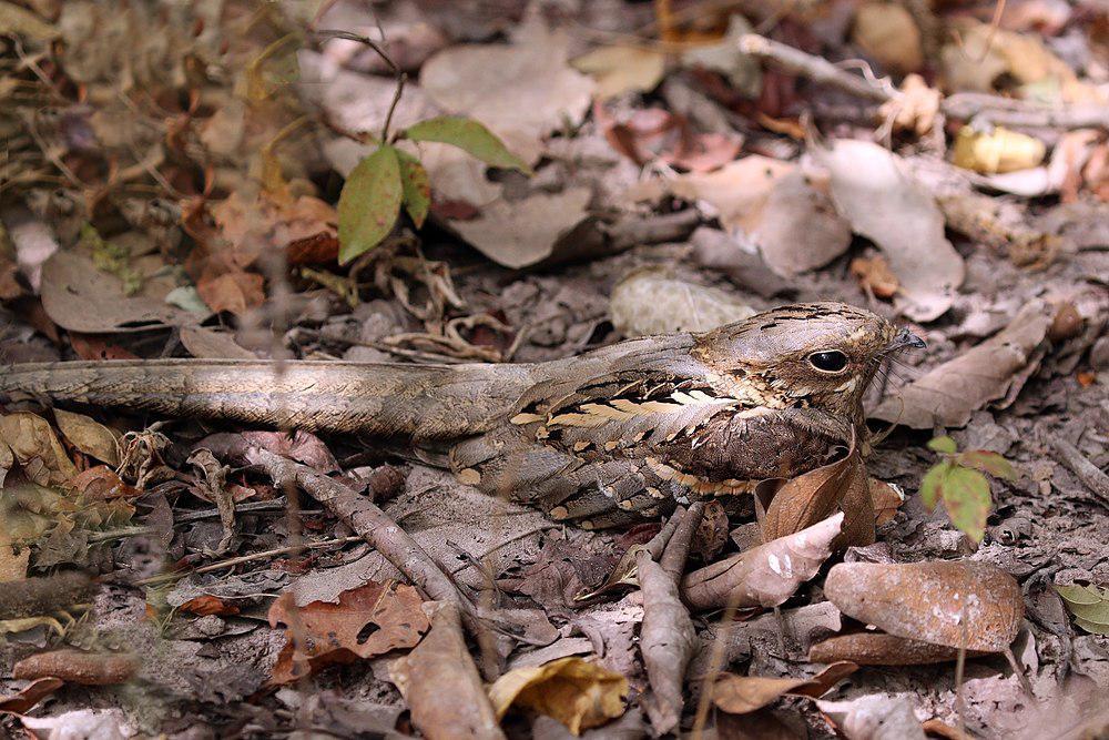 非洲长尾夜鹰 / Long-tailed Nightjar / Caprimulgus climacurus