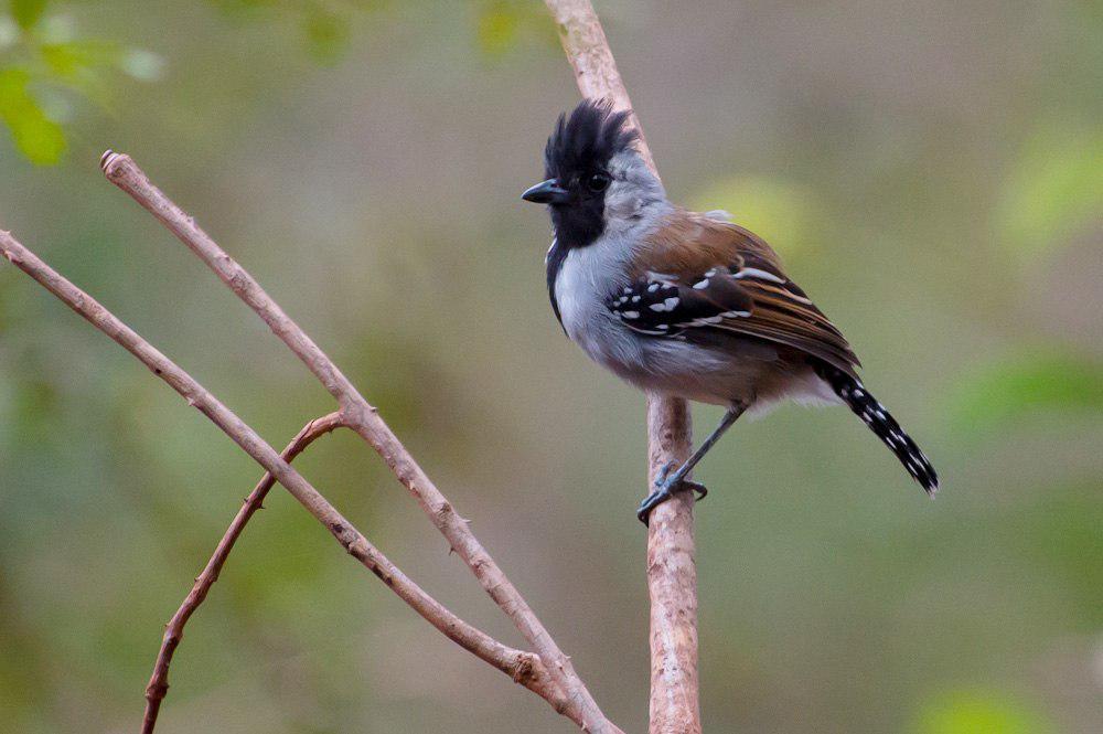 银颊蚁鵙 / Silvery-cheeked Antshrike / Sakesphorus cristatus