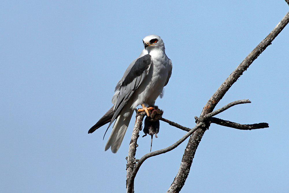 白尾鸢 / White-tailed Kite / Elanus leucurus