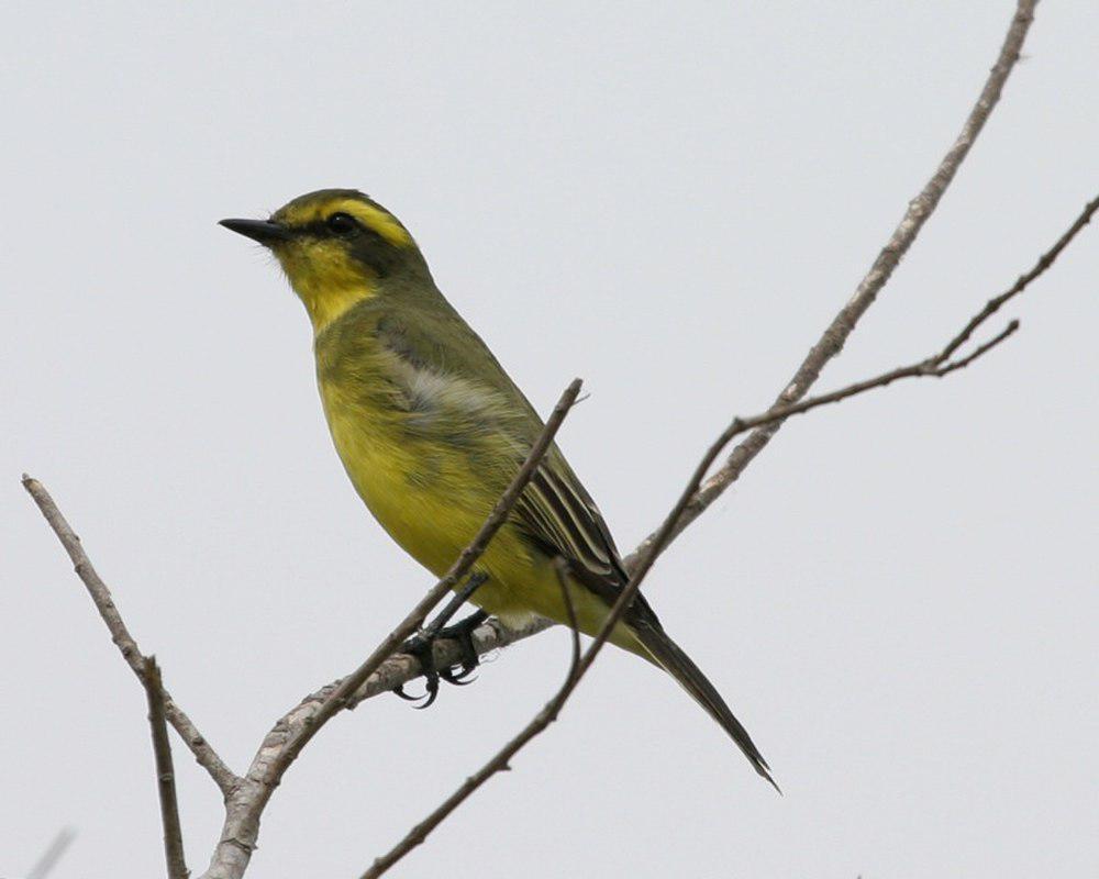 黄眉霸鹟 / Yellow-browed Tyrant / Satrapa icterophrys