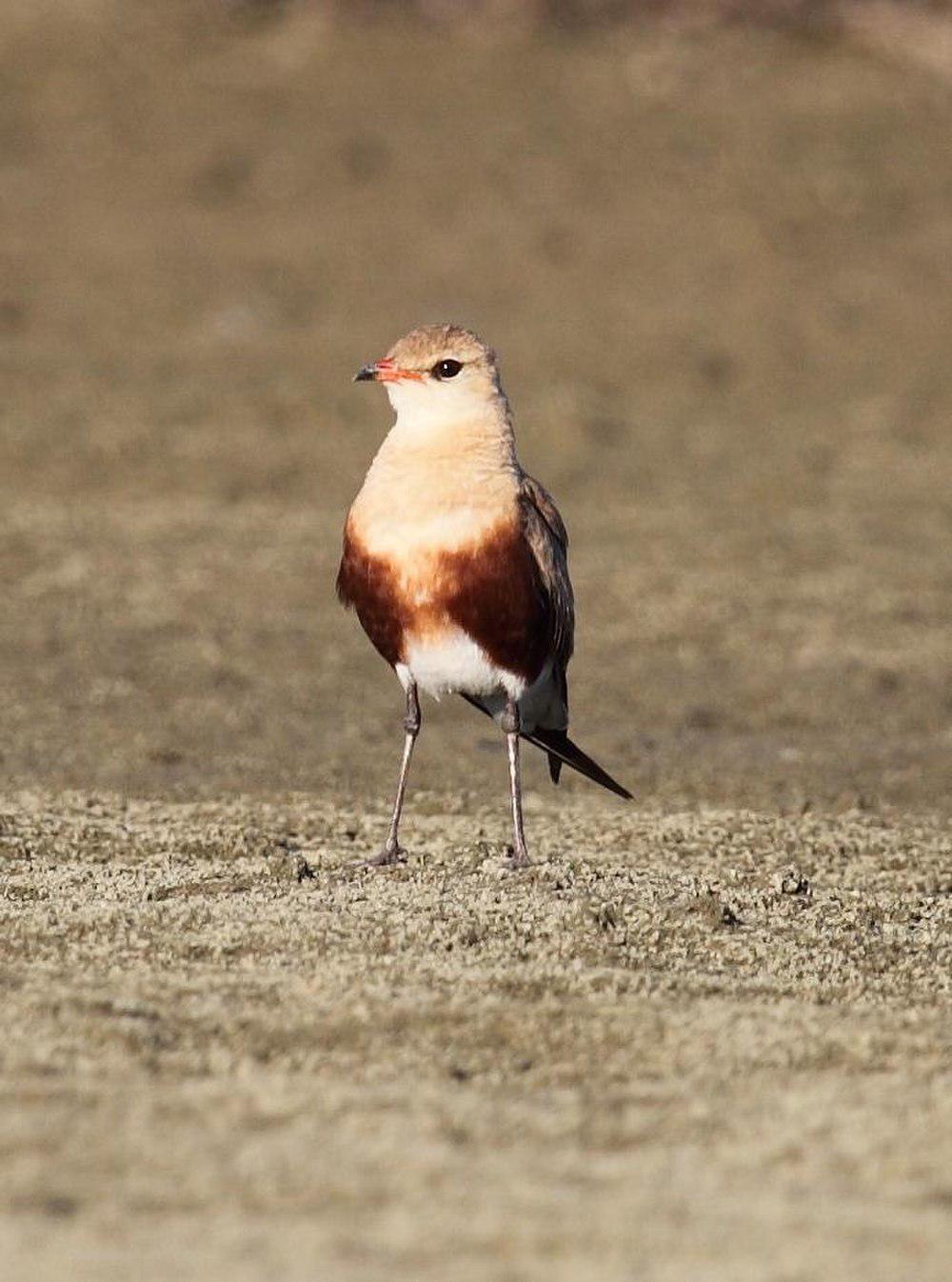 澳洲燕鸻 / Australian Pratincole / Stiltia isabella