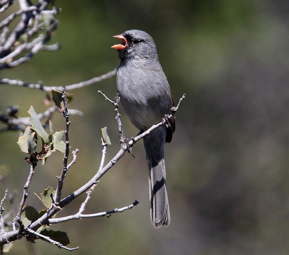 黑颏雀鹀 / Black-chinned Sparrow / Spizella atrogularis