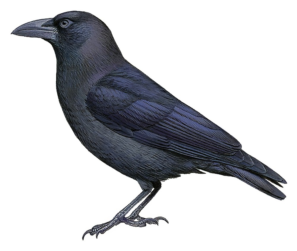 邦盖乌鸦 / Banggai Crow / Corvus unicolor